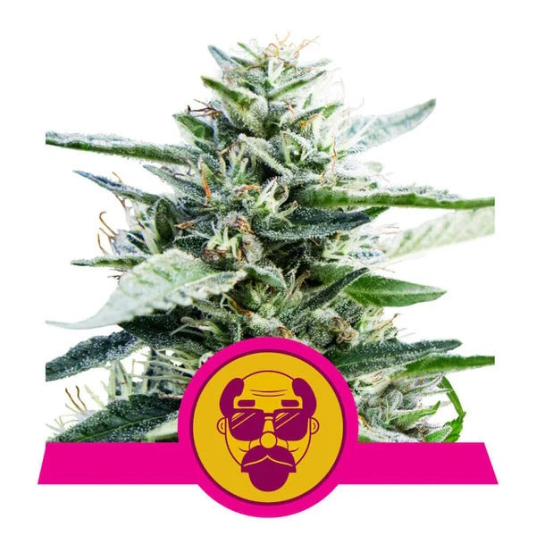 Royal Queen Seeds Granddaddy Purple Feminised Seeds seed packaging