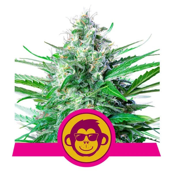 Royal Queen Seeds Grape Ape Feminised Seeds seed packaging