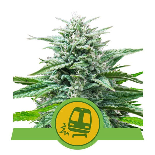 Royal Queen Seeds Trainwreck Auto Feminised Seeds seed packaging