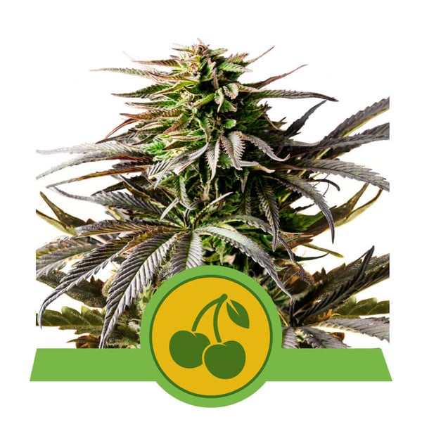 Royal Queen Seeds Cherry Pie Auto Feminised Seeds seed packaging