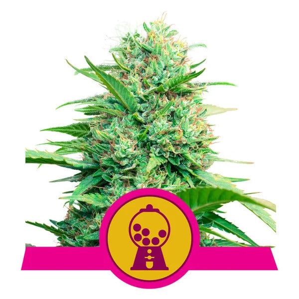 Royal Queen Seeds Pink Runtz Feminised Seeds seed packaging