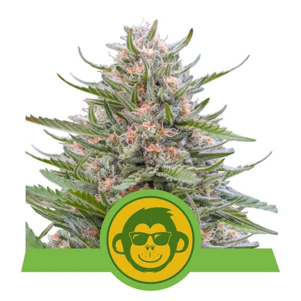 Royal Queen Seeds Grape Ape Auto Feminised Seeds seed packaging