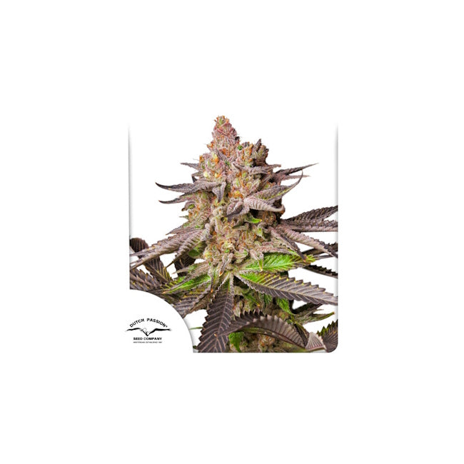 Dutch Passion Melonade Runtz Feminised Seeds seed packaging