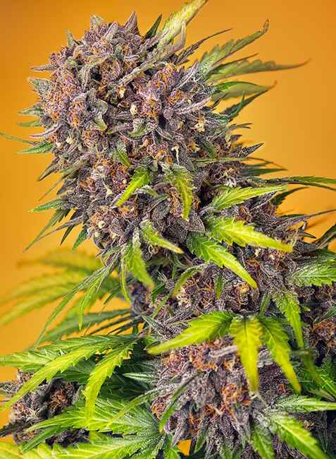 Sweet Seeds Diablo Rojo XL Auto Feminised Seeds seed packaging
