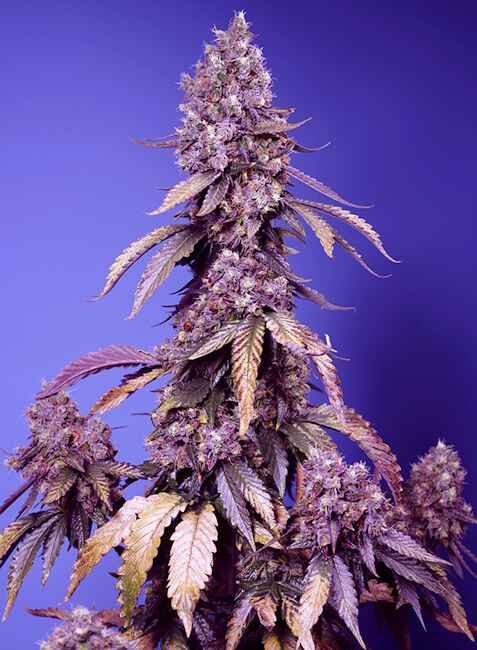 Sweet Seeds Black Muffin F1 FAST Feminised Seeds seed packaging