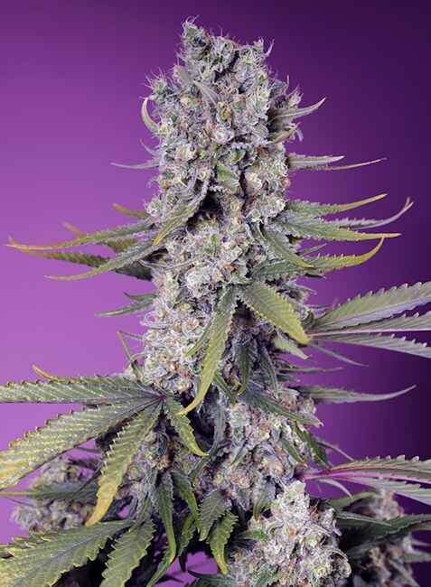 Sweet Seeds Papaya Zoap F1 FAST Feminised Seeds seed packaging