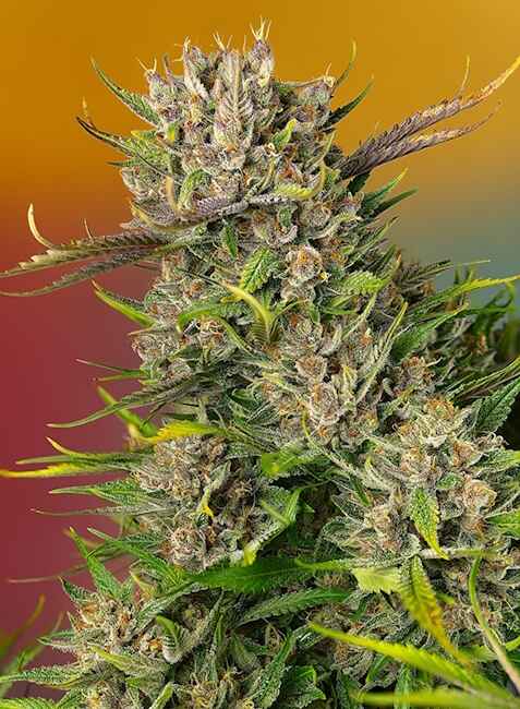 Sweet Seeds Papaya Zoap Auto Feminised Seeds seed packaging
