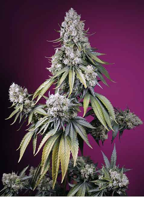 Sweet Seeds Jealousy Z XL Auto Feminised Seeds seed packaging
