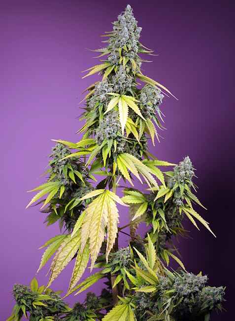 Sweet Seeds Jet Fuel Mandarine XL Auto Feminised Seeds seed packaging