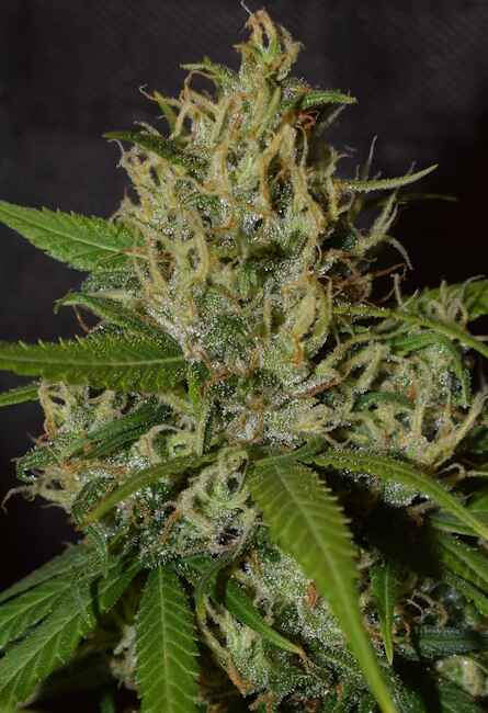Ace Seeds Oaxaca A5 Haze Feminised Seeds seed packaging