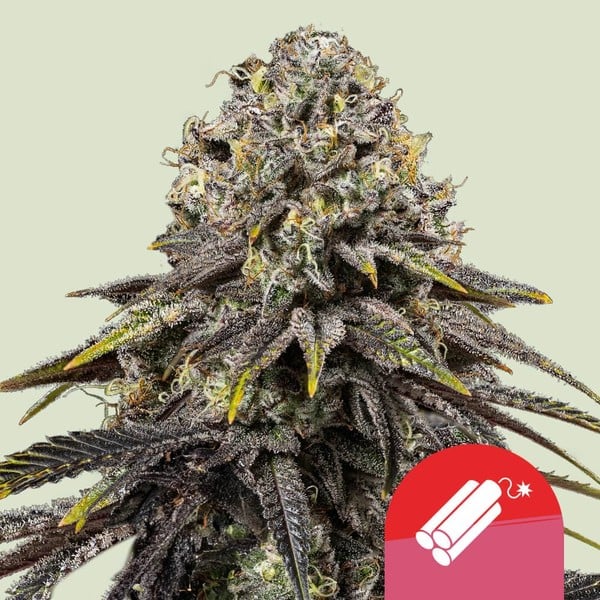 Royal Queen Seeds Dynamite Diesel Feminised Seeds seed packaging