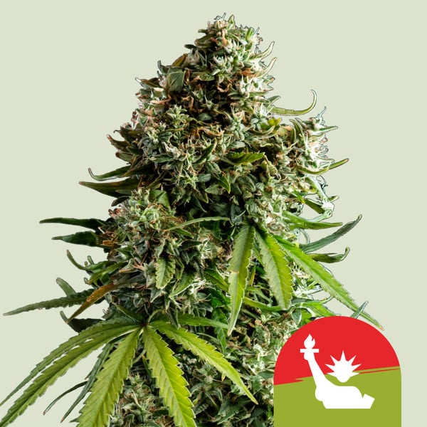 Royal Queen Seeds NYC Sour D Auto Feminised Seeds seed packaging
