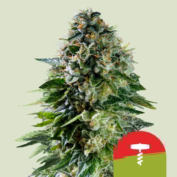 Royal Queen Seeds Corkscrew Auto Feminised Seeds seed packaging