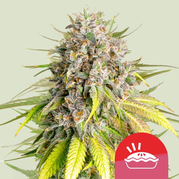 Royal Queen Seeds Punch Pie Feminised Seeds seed packaging