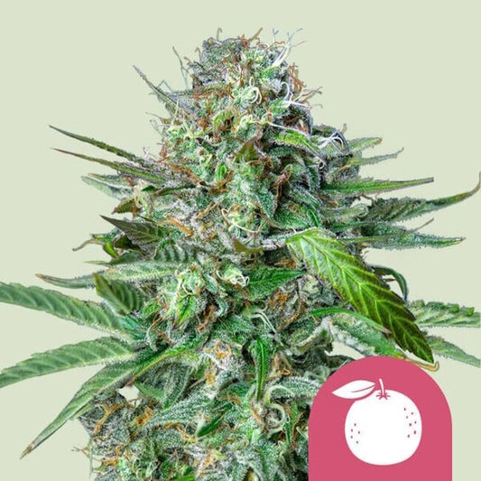 Royal Queen Seeds Tangie Feminised Seeds seed packaging