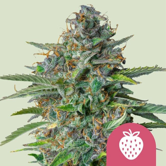 Royal Queen Seeds Strawberry Cough Feminised Seeds seed packaging