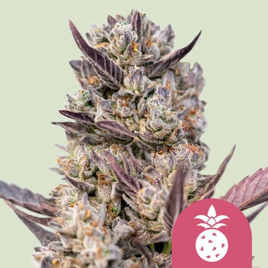 Royal Queen Seeds Tropicana Cookies Purple Feminised Seeds seed packaging