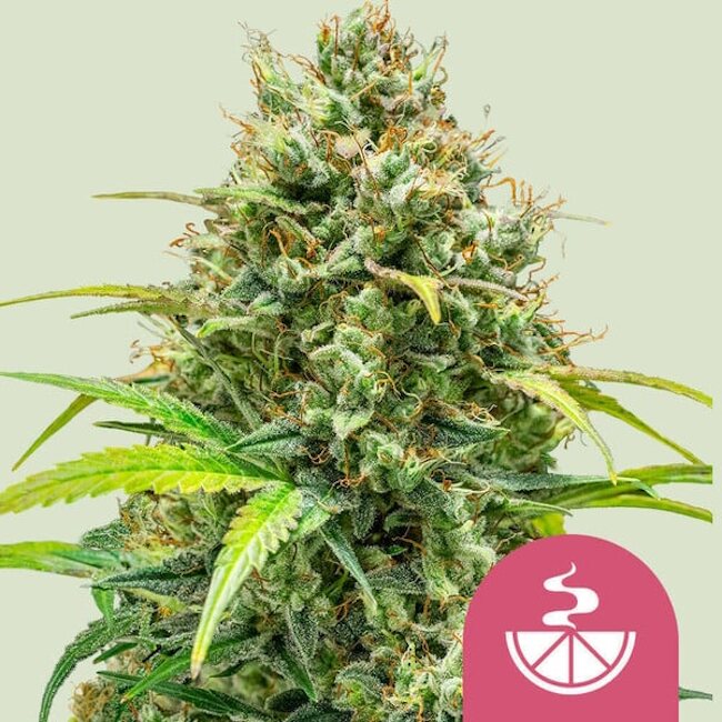 Royal Queen Seeds Lemon Skunk Feminised Seeds seed packaging