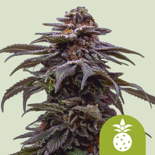 Royal Queen Seeds Tropicana Cookies Purple Auto Feminised Seeds seed packaging
