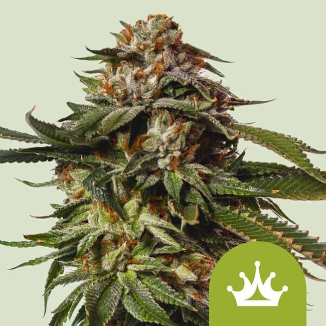 Royal Queen Seeds Special Queen 1 Auto Feminised Seeds seed packaging