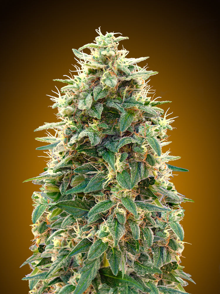 00 Seeds 00 Cheese Auto Feminised Seeds seed packaging