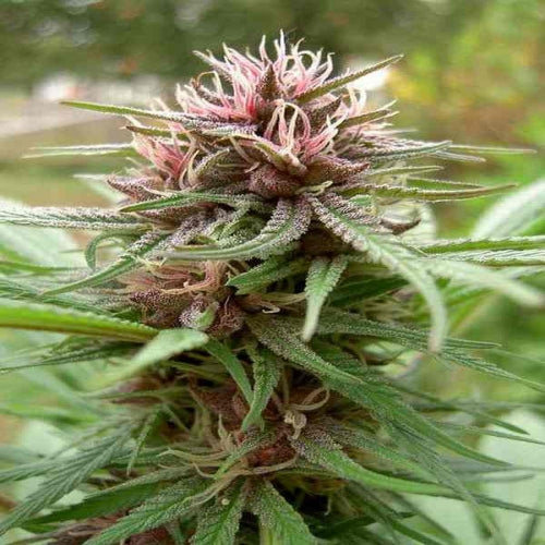 Ace Seeds Erdpurt Regular Seeds seed packaging