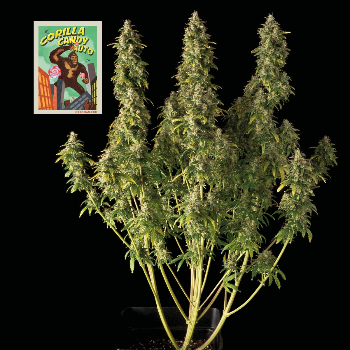 Seedsman Gorilla Candy Auto Feminised Seeds seed packaging