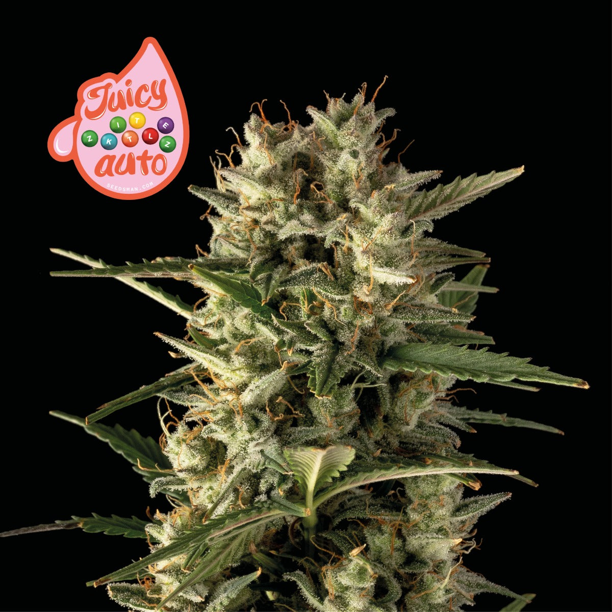 Seedsman Juicy Zkittlez Auto Feminised Seeds seed packaging