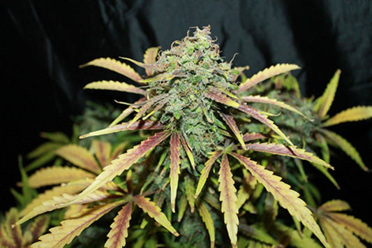 Seedsman Amnesia Regular Seeds seed packaging