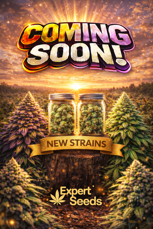 Mimosa Lemon Auto Feminised Seeds – Expert Seeds – Expert Seeds cannabis seeds (coming soon)