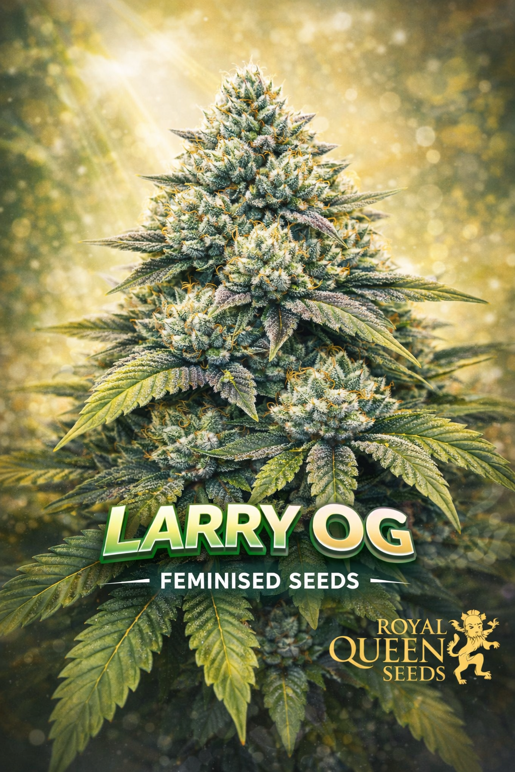 Hyper-realistic close-up of a frosty Larry OG cannabis plant with dense green buds, purple accents, and bright orange pistils, set against a glowing golden background with soft light rays. Bold “Larry OG Feminised Seeds” text appears at the bottom with the Royal Queen Seeds logo.