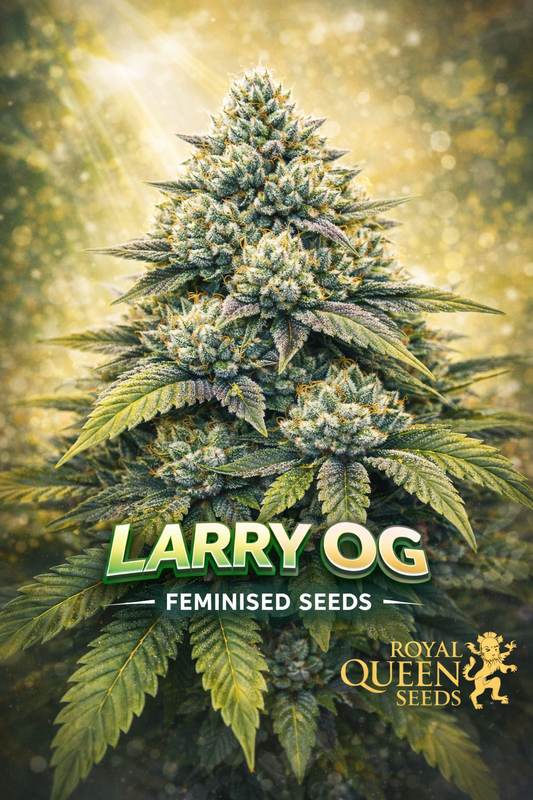 Hyper-realistic close-up of a frosty Larry OG cannabis plant with dense green buds, purple accents, and bright orange pistils, set against a glowing golden background with soft light rays. Bold “Larry OG Feminised Seeds” text appears at the bottom with the Royal Queen Seeds logo.