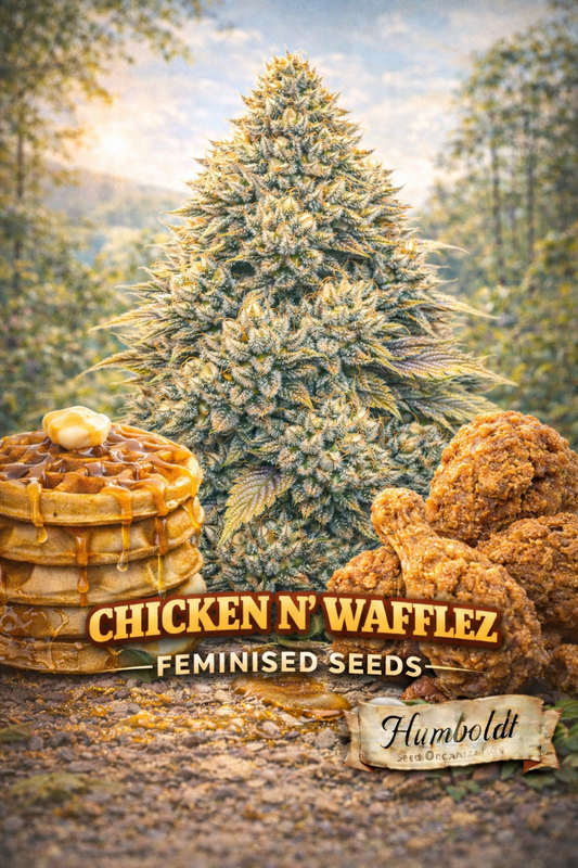 Hyper-realistic Chicken n’ Wafflez cannabis plant artwork with dense frosty buds, warm countryside background, stack of syrup-covered waffles and crispy fried chicken in the foreground, strain name ‘Chicken n’ Wafflez Feminised Seeds’ and Humboldt Seed Co. logo at bottom