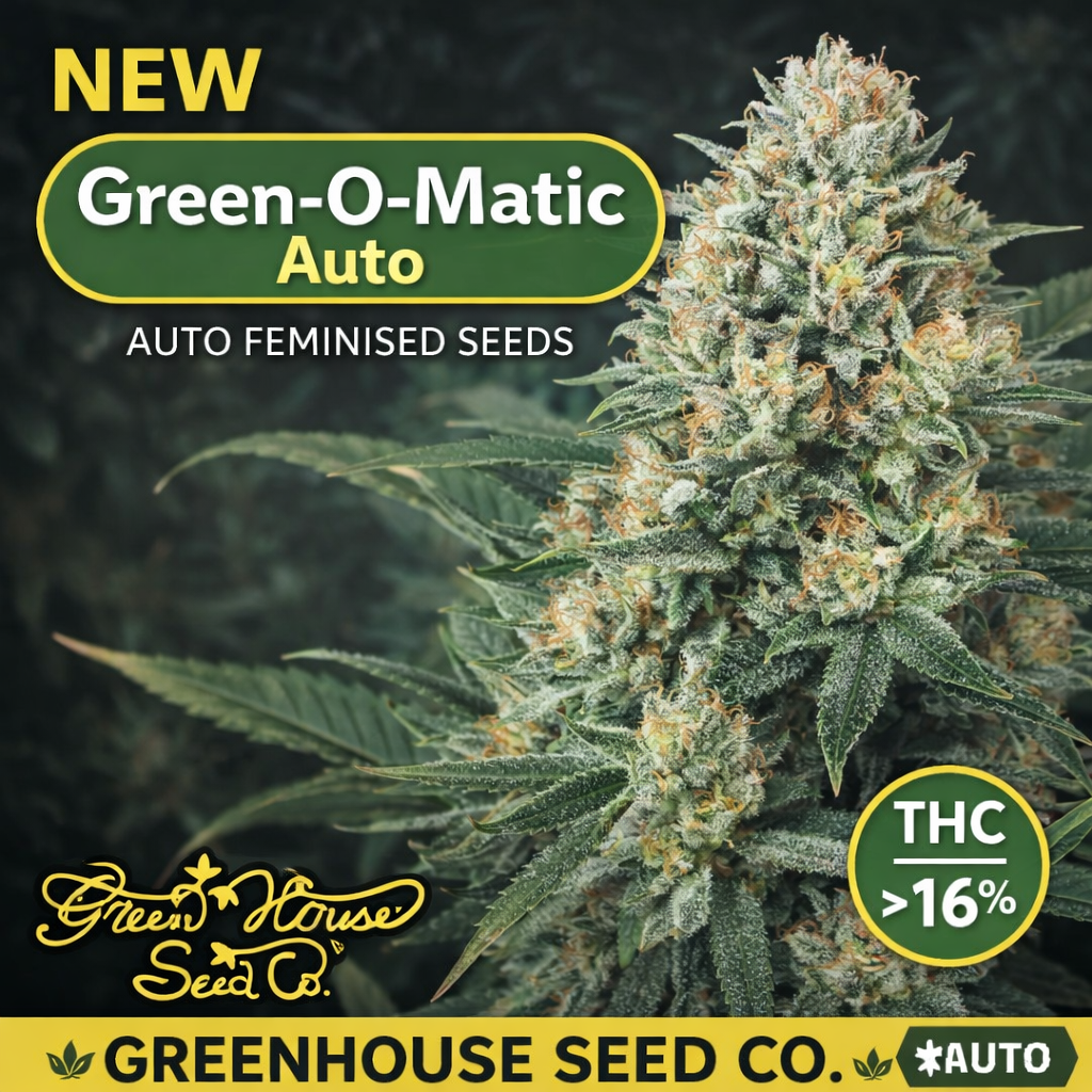 Product image of Green-O-Matic Auto Feminised Seeds by Greenhouse Seed Co., showing a dense, frosty cannabis flower with green tones and orange pistils against a dark background, with strain name and breeder branding visible.