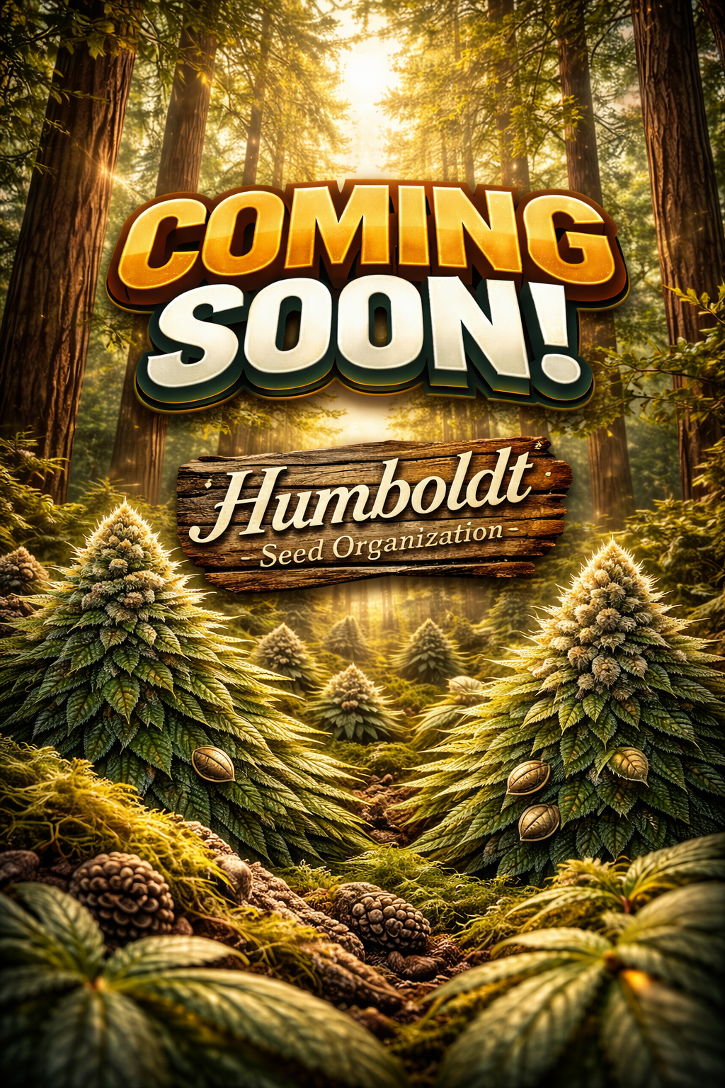 Blue Dream Feminised Seeds – Humboldt Seed Org. – Coming Soon Placeholder Image
