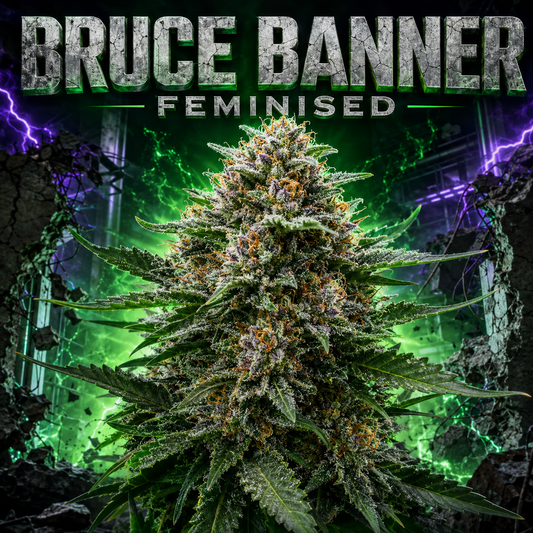 A large, heavily frosty cannabis bud centered against a dark, dramatic background with green energy effects, lightning, and the text 'BRUCE BANNER FEMINISED' at the top.