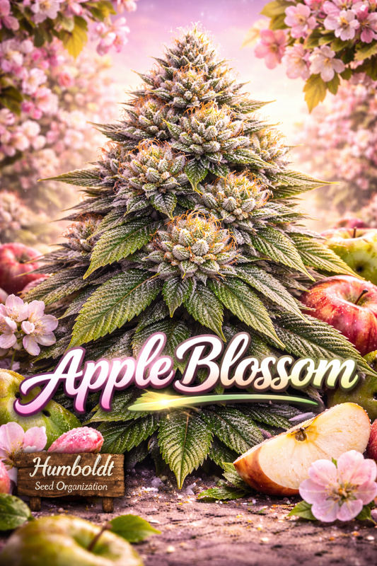 Hyper-realistic Apple Blossom Feminised Seeds artwork by Humboldt Seed Company, showing a dense frosty cannabis plant with bright green leaves, pink apple-blossom accents, soft orchard-style background lighting, and bold strain name typography.