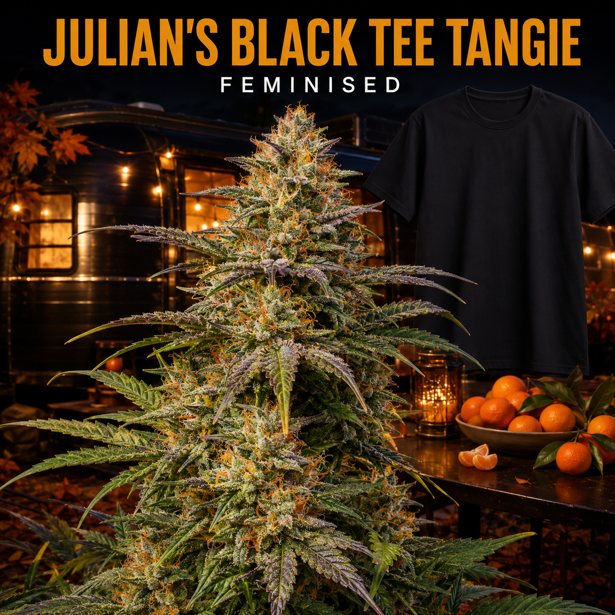 A black short-sleeve t-shirt is shown in a dark outdoor nighttime setting with a large cannabis plant in the foreground, oranges on a table, and the text 'JULIAN'S BLACK TANGIE FEMINISED' at the top.