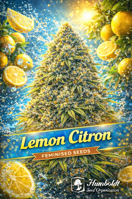 Lemon Citron Feminised cannabis plant with bright frosty yellow-green buds, surrounded by splashing lemons and vivid citrus water effects, featuring bold strain branding and the Humboldt Seed Organization logo.