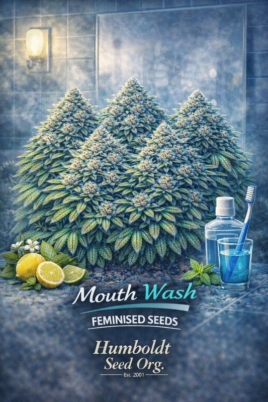 A realistic Mouth Wash cannabis plant cluster surrounded by mint leaves, lemons, a mouthwash bottle, and a toothbrush, set in a cool bathroom scene, with the strain name and Humboldt Seed Org. logo visible.