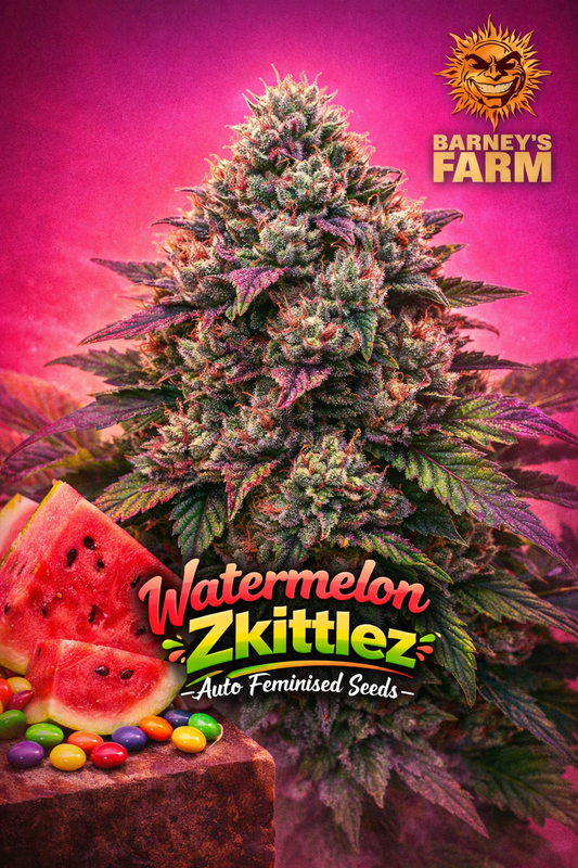 High-detail promotional artwork of Watermelon Zkittlez Auto by Barney’s Farm, featuring a colourful, resinous cannabis plant with a vibrant tropical candy theme, distinct text styling, and the Barney’s Farm logo on a contrasting background. No cultivation imagery shown.