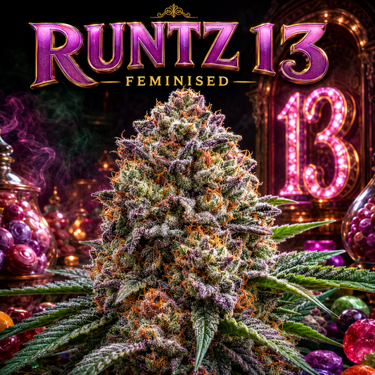 A large, frosty cannabis bud centered in a stylized, colorful composition with the text 'RUNTZ 13 FEMINISED' at the top and neon-style '13' signage in the background.