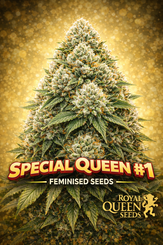 Hyper-realistic close-up of a single large Special Queen #1 cannabis bud with dense green flowers, thick frosty trichomes, and orange pistils, set against a warm golden bokeh background. Bold “Special Queen #1 Feminised Seeds” text appears at the bottom with the Royal Queen Seeds logo.