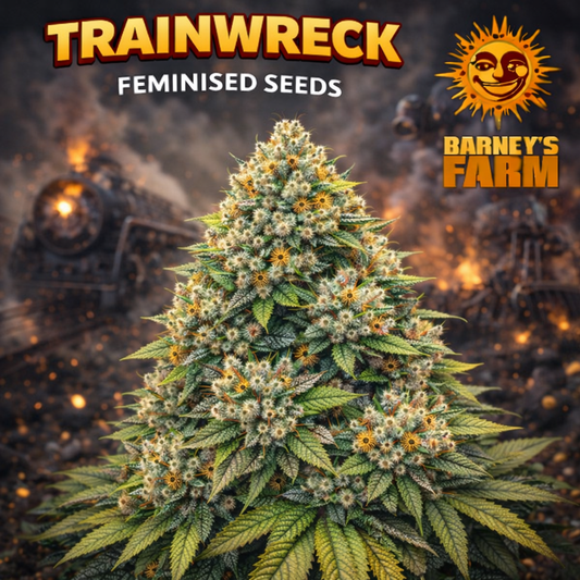 Trainwreck Feminised Seeds by Barney’s Farm — hyper-realistic cannabis plant with dense green buds, frosty trichomes and bright orange pistils, set against a dramatic train-themed background with branded elements, created for UK seed collectors