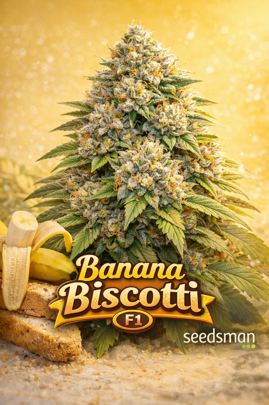 banana biscotti f1 cannabis plant with frosty green buds, peeled bananas and biscotti pieces on sandy surface, warm yellow gradient background, seedsman logo in corner