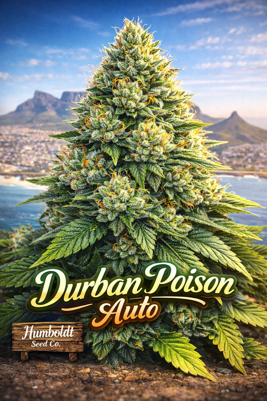Hyper-realistic Durban Poison Auto Feminised Seeds artwork by Humboldt Seed Co., featuring a dense frosty cannabis plant with vibrant green leaves and orange pistils, set against a scenic Cape Town and Table Mountain backdrop with bold strain name typography.
