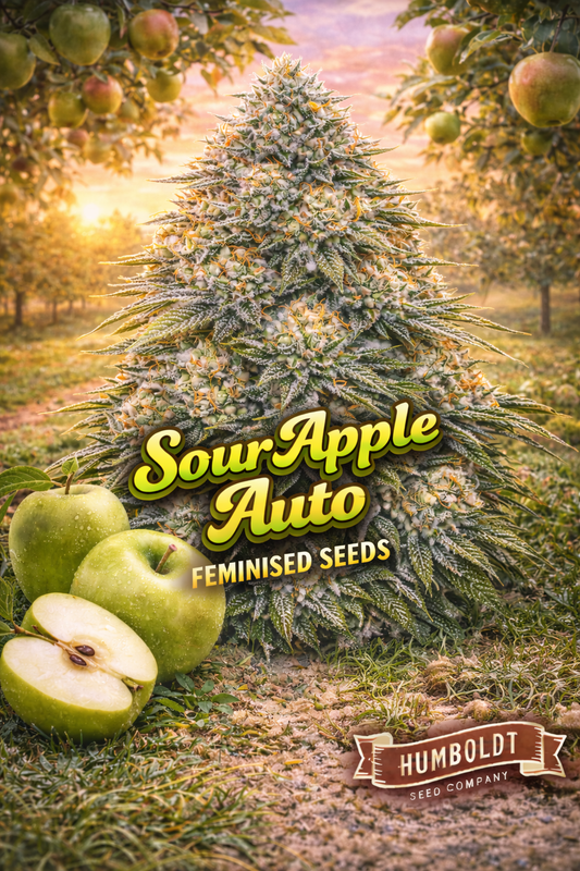 sour apple auto feminised seeds image — hyper-realistic frosty cannabis plant with dense pale green buds, apple orchard background at sunrise, fresh green apples and sliced apple props, bold sour apple auto text, humboldt seed co logo, uk-compliant promotional artwork for laughing leaf seeds
