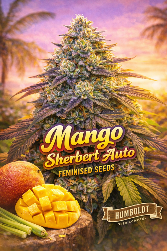 mango sherbert auto feminised seeds image — hyper-realistic frosty cannabis plant with dense green-purple buds, tropical sunset background with palm trees, fresh sliced mango and whole mango props, bold yellow-orange strain name text, humboldt seed co logo, uk-compliant promotional artwork for laughing leaf seeds