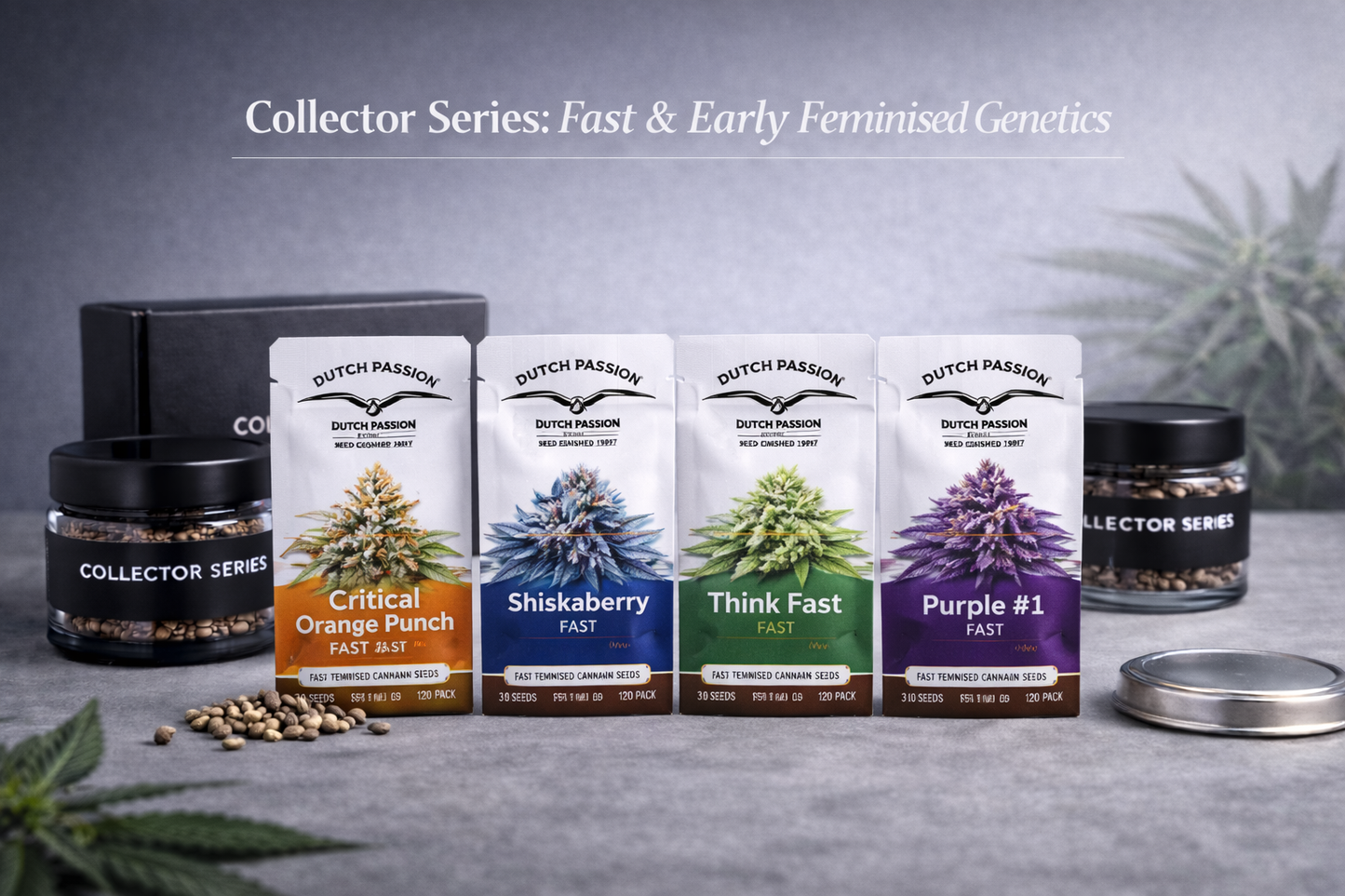 Collector Series Fast & Early Feminised Genetics bundle featuring Dutch Passion FAST feminised cannabis seed packs presented in a modern studio display