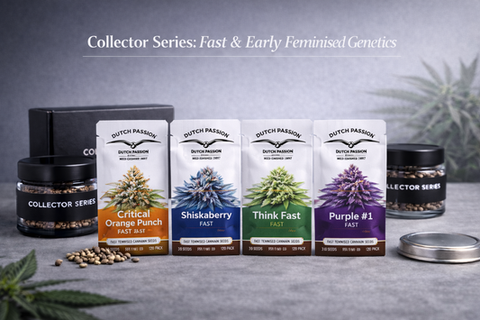 Collector Series Fast & Early Feminised Genetics bundle featuring Dutch Passion FAST feminised cannabis seed packs presented in a modern studio display